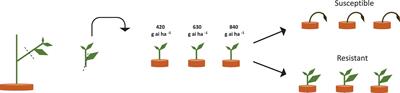 Fitness Cost Associated With Enhanced EPSPS Gene Copy Number and Glyphosate Resistance in an <mark class="highlighted">Amaranthus</mark> tuberculatus Population